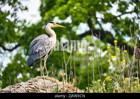 Graureiher lauert nach Beute. Der Vögel steht still. Nahaufnahme des schönen Gefieders. Tierfoto in deutschland Stockfoto