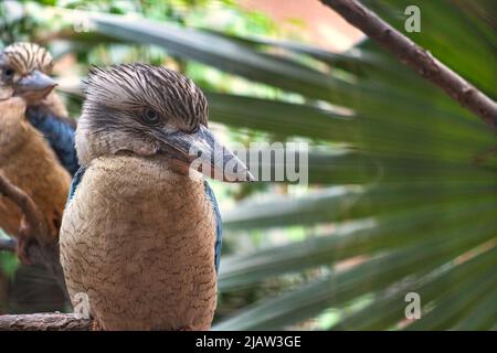 Lachender hans auf einem Zweig. Schönes buntes Gefieder des australischen Vogels. Interessante Beobachtung des Tieres. Tieraufnahmen in deutschland Stockfoto