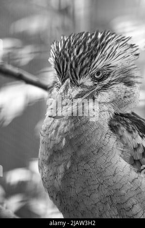 Lachender Hans, schwarz-weiß, auf einem Ast. Australischer Vogel. Interessante Beobachtung des Tieres. Tierfotos in Deutschland Stockfoto