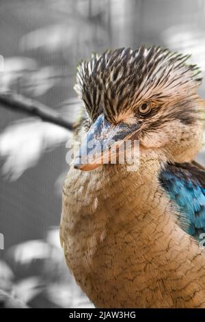 Lachender hans auf einem Zweig. Schönes buntes Gefieder des australischen Vogels. Interessante Beobachtung des Tieres. Tieraufnahmen in deutschland Stockfoto