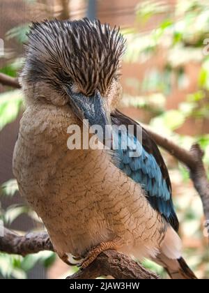 Lachender hans auf einem Zweig. Schönes buntes Gefieder des australischen Vogels. Interessante Beobachtung des Tieres. Tieraufnahmen in deutschland Stockfoto