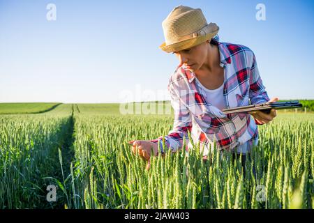 Frau baut Gerste auf seinem Land an. Sie untersucht den Fortschritt der Kulturen. Stockfoto