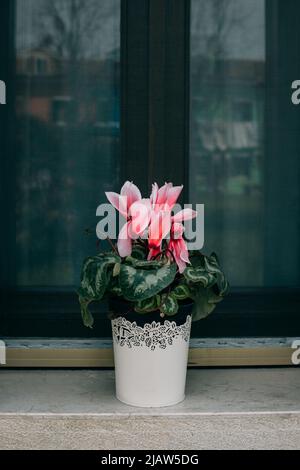 Schöne rosa Cyclamen Blume auf dem Fenster. Selektiver Fokus. Stockfoto