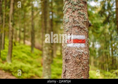 Rotes Wanderwegenschild auf Baum im Wald gemalt. Stockfoto