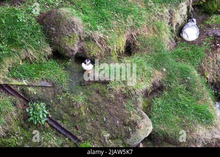 Puffin auf den Klippen von Dunnet Head, Dunnet, Caithness, Schottland Stockfoto