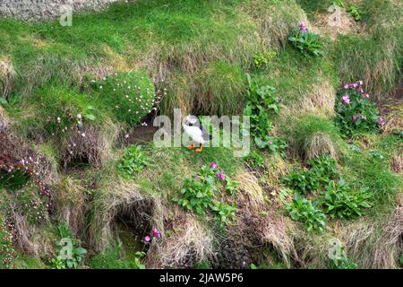 Puffin auf den Klippen von Dunnet Head, Dunnet, Caithness, Schottland Stockfoto