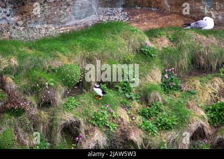 Puffin auf den Klippen von Dunnet Head, Dunnet, Caithness, Schottland Stockfoto