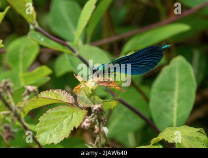 Schöne demoiselle / Damselfly Stockfoto