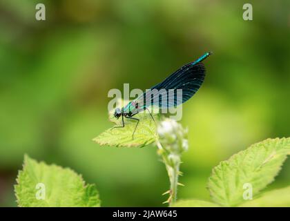 Schöne demoiselle / Damselfly Stockfoto