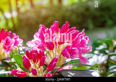 Leuchtend rosa Rhododendron-Hybridum im Frühling blühende, kosmopolitische Blüten mit grünen Blättern im Garten. Stockfoto