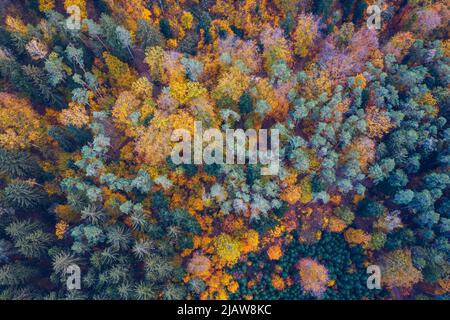 Luftbild von Oben nach Unten Blick auf Herbst Wald mit grünen und gelben Bäume. Gemischten Laub- und Nadelwald. Herbst Wald von oben. Bunte Wald ae Stockfoto