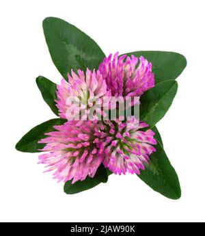 Kleeblätter mit grünen Blättern, isoliert auf weißem Hintergrund. Bouquet von roten Kleeblüten Stockfoto