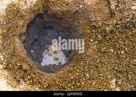 Heiße Quellen zum Backen von Hverabrauð, das süße isländische Roggenbrot. Blasen im Sand, aus denen etwas Dampf aufsteigt, weisen auf die richtigen Stellen zum Backen hin. Geothermisches isländisches Roggenbrot in Laugarvatn Fontana, Island Stockfoto