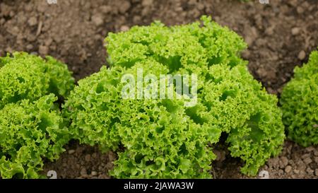 Bio-lockig grün Lollo Bionda Rossa Ernte Landwirt Landwirtschaft Gewächshaus Folio und landwirtschaftliche Farm Garten Ernte Blatt roten Salat Lactuca sativa Stockfoto