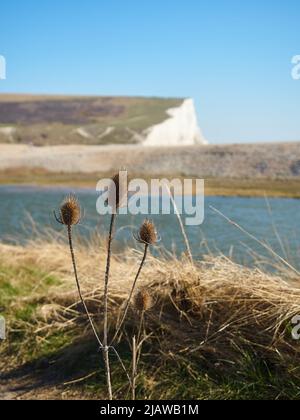 Ein Teeldreizack vor einem weichen, unscharfen Hintergrund aus Fluss, Meeresverteidigung, Kreidefelsen und sommerlich blauem Himmel. Stockfoto