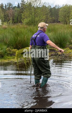 Freiwillige und Schutzhelfer entfernen die invasive Pflanze Crassula helmsii, eine nicht-einheimische, eingeführte Art, aus einem großen Teich in Hampshire, Großbritannien Stockfoto