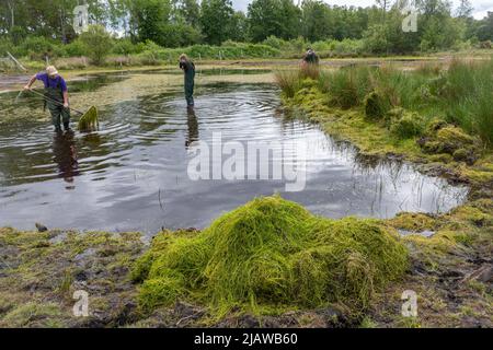 Freiwillige und Schutzhelfer entfernen die invasive Pflanze Crassula helmsii, eine nicht-einheimische, eingeführte Art, aus einem großen Teich in Hampshire, Großbritannien Stockfoto