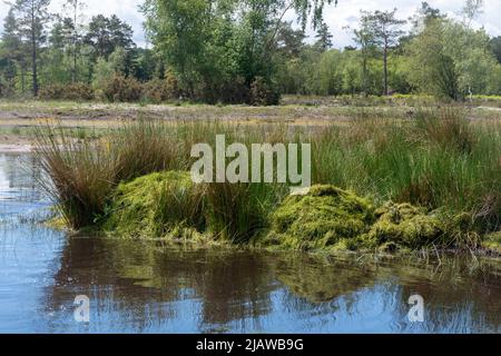 Entfernung der invasiven Pflanze Crassula helmsii, einer nicht-einheimischen eingeführten Art, aus einem großen Teich in Hampshire, Großbritannien. Haufen gerodeten Crassula durch Teich. Stockfoto