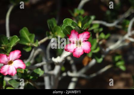 Wüstenrose oder Adenium obesum, oder Impala Lilie, mit 5 Trompetenblättern Stockfoto