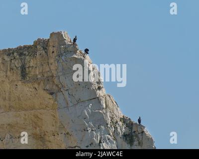 Ein Trio von Kormoranen vor einem strahlend blauen Himmel, thront auf dem schmalen Rand eines Kreidefelsenstapels und ragt aus den Klippen von Seaford hervor. Stockfoto