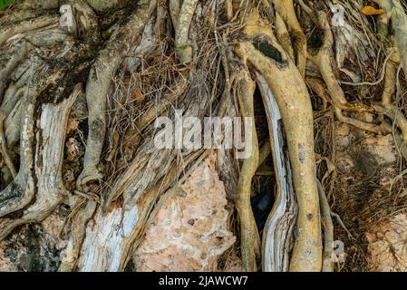 Wurzeln des Baumes in der Felswand Stockfoto