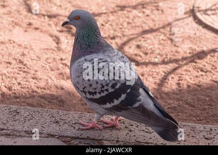 Eine wunderschöne Taube im Freien in einem Park auf einer roten Oberfläche Stockfoto