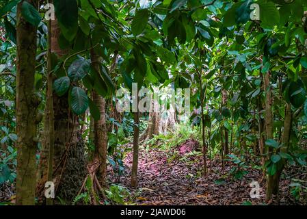 Sansibar Jozani Regenwald. Jozani-Chwaka Bay Conservation Area, Tansania, Afrika Stockfoto