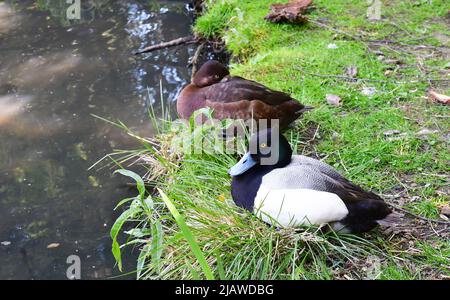 Enten am Wasser im London Wetland Centre, London, England, Großbritannien Stockfoto