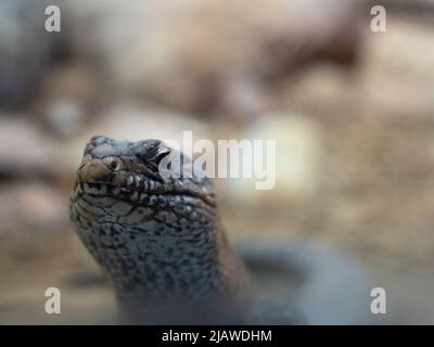 Tanimbar-Blauzungenkink, Tiliqua scincoides chimera, Reptilieneidechse aus Australien. Große Eidechse in der Natur. Stockfoto