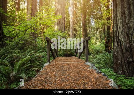 Kleine hölzerne Creek Bridge auf einem Trail im Redwood Ancient Forest. Küstenlandschaft Im Norden Kaliforniens. Stockfoto