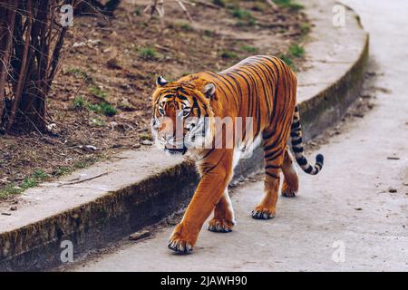 Sumatra-tiger (Panthera tigris sumatrae) im Prager Zoo. Tiger an der Prager Zoo. Portrait von Tiger. Der Prager Zoo, Tschechische Republik Stockfoto