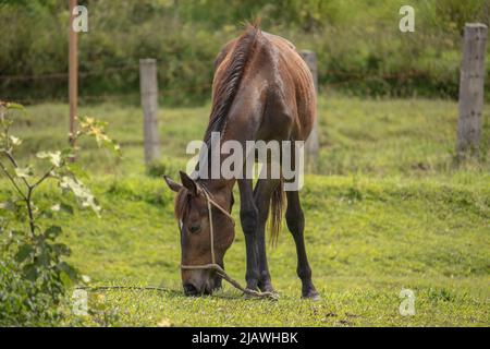 Foto eines grasfressenden Pferdes, Aceh, Indonesien. Stockfoto