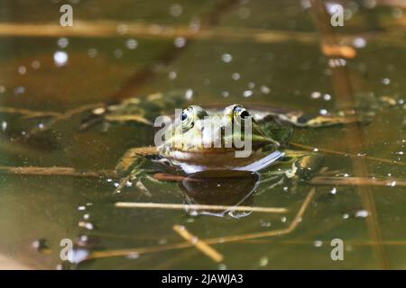 Ein Schwimmbadfrosch (Rana lessone) im Wasser, Ziegeleipark Heilbronn, Deutschland, Europa Stockfoto