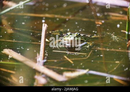 Ein Schwimmbadfrosch (Rana lessone) im Wasser, Ziegeleipark Heilbronn, Deutschland, Europa Stockfoto