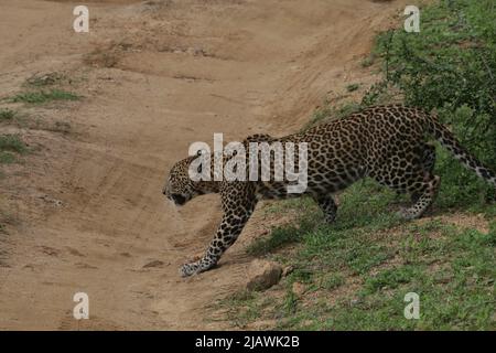 Leoparden von Sri Lanka in freier Wildbahn Stockfoto