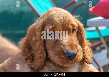 Niedlicher Welpe zwei Monate alt Englisch Cocker Spaniel Hund Johny entspannend Stockfoto