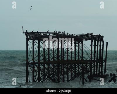 Die Skelettreste des zerstörten West Pier am Brighton Beach, der jetzt von Seevögeln, Möwen und Kormoranen besiedelt ist und Schutz vor dem rauen Meer bietet. Stockfoto