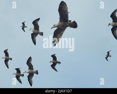 Eine Gruppe juveniler Heringsmöwen gleitet auf der starken Küstenbrise und bildet ein abstraktes, realitätsbrechendes Muster gegen den bewölkten Himmel. Stockfoto