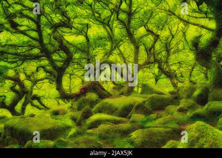 Moos bedeckt Eichen in Wistman's Wood. Devon County. Dartmoor National Park, England Stockfoto