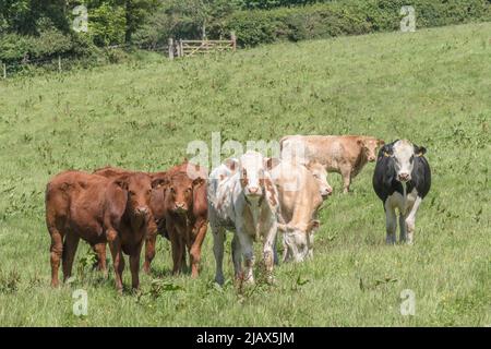 Kleine Gruppe junger Bullocks auf dem Feld und neugierig auf die Kamera. Für die britische Viehwirtschaft, britisches Rindfleisch, britische Landwirtschaft und den Tierschutz in Großbritannien. Stockfoto