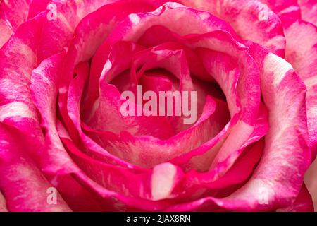 Nahaufnahme einer rosa Rosenknospe. Hintergrund geöffnete Rosenknospe. Rosenblüten mit rosa Blütenblättern. Extreme Nahaufnahme einer Rosenblume. Abstrakt schön hell floral Stockfoto