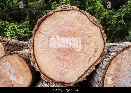 Stammquerschnitt einer 70 Jahre alten Douglasie, Pseudotsuga menzierii, mit deutlich sichtbaren Wachstumsringen und typischer Farbe für diese Holzart Stockfoto