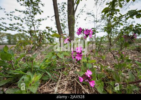 Nahaufnahme von blühenden lila lila rot campion, Silene dioica, blüht im Frühjahr ist eine zweijährige oder mehrjährige und gehört zu der Nelkenfamilie und die Stockfoto