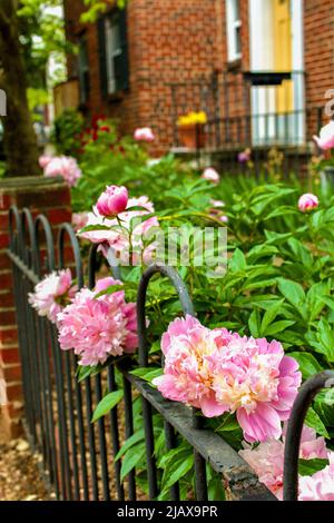 Pfingstrosen auf dem Bürgersteig im Viertel Capitol Hill in Washington, D.C. Stockfoto