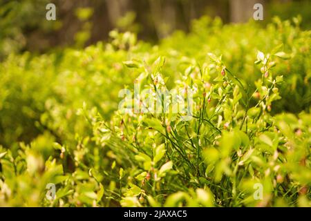 Heidelbeeren Pflanzen im Sonnenlicht am Wald Stockfoto