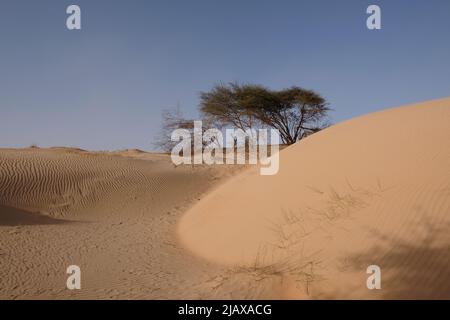 Akazienbäume auf Sanddüne in der mauretanischen Sahara Stockfoto