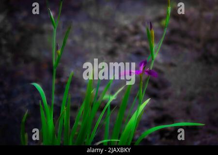 Wunderschöne Nahaufnahme einer lila Iris, die am Ufer blüht. Stockfoto