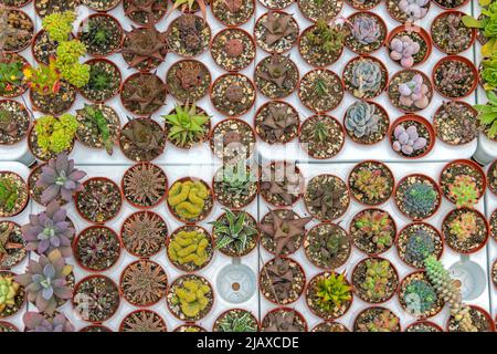 Kleine Kaktuspflanzen in Töpfen Draufsicht Mix Variety Stockfoto
