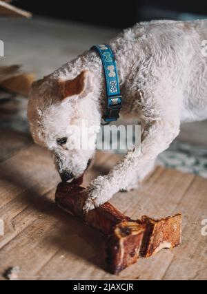 Ein Spielzeug Pudel Rasse Hund genießt ein t-bone Stockfoto