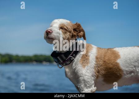 Ein Jack Russel Terrier in Lake Minnetonka, Minnesota Stockfoto